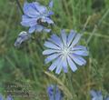 Cichorium_intybus_ac0163