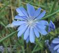 Cichorium_intybus_ac0179