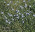 Cichorium_intybus_ac0189