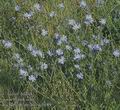 Cichorium_intybus_ac0189