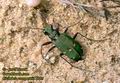 Cicindela_campestris_2795