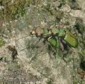 Cicindela_campestris_aa9762