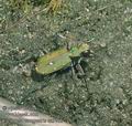 Cicindela_campestris_aa9766