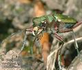 Cicindela_campestris_aa9767