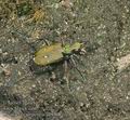 Cicindela_campestris_aa9768