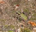 Cicindela_campestris_aa9775