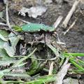 Cicindela_campestris_ea0788