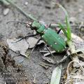 Cicindela_campestris_ea0792