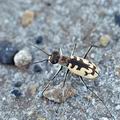 Cicindela_circumdata_bh0126