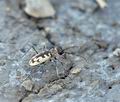 Cicindela_circumdata_bh0130