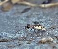 Cicindela_circumdata_bh0134