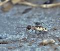 Cicindela_circumdata_bh0134