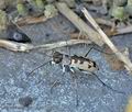 Cicindela_circumdata_bh0157