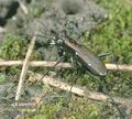 Cicindela_germanica_ac1339