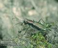 Cicindela_germanica_ac1347