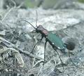 Cicindela_germanica_ac1405