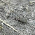 Cicindela_germanica_ai1740