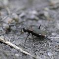 Cicindela_germanica_ai1743