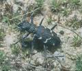 Cicindela_silvatica_11923