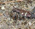 Cicindela_sylvicola_aa5585