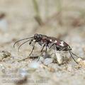 Cicindela_sylvicola_ae0985