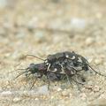 Cicindela_sylvicola_af2733