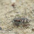 Cicindela_sylvicola_af2737