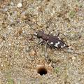 Cicindela_sylvicola_bf6678