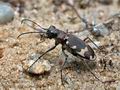 Cicindela_sylvicola_cb7049s