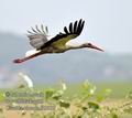 Ciconia_ciconia_fc3995