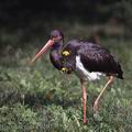 Ciconia_nigra_9207