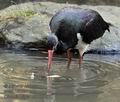 Ciconia_nigra_mb7385