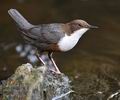 Cinclus_cinclus_fg1595