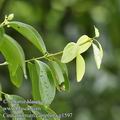 Cinnamomum_camphora_g1597