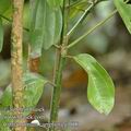 Cinnamomum_camphora_g1600