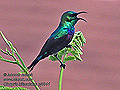 Cinnyris_bifasciatus_pj6941