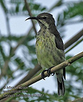 Cinnyris_bifasciatus_rf10271