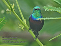 Cinnyris_bifasciatus_rf10277