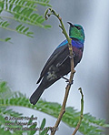 Cinnyris_bifasciatus_rf10288