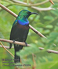 Cinnyris_bifasciatus_rf10294