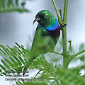 Cinnyris_bifasciatus_rf10319