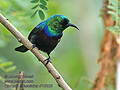 Cinnyris_bifasciatus_rf10325