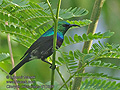Cinnyris_bifasciatus_rf10366