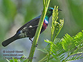 Cinnyris_bifasciatus_rf10370