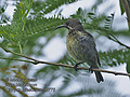 Cinnyris_bifasciatus_rf9775