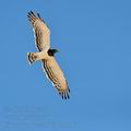 Circaetus_pectoralis_bb1716