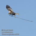 Circus_aeruginosus_ec7920