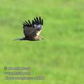 Circus_aeruginosus_ec8851