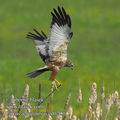 Circus_aeruginosus_ed0200