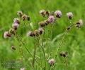 Cirsium_arvense_a3177